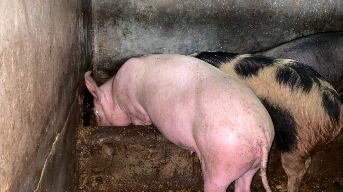 🐖 Pork Production