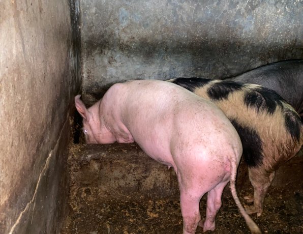 pig farming