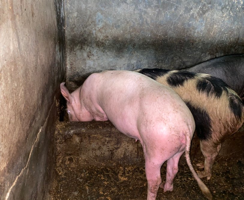 pig farming
