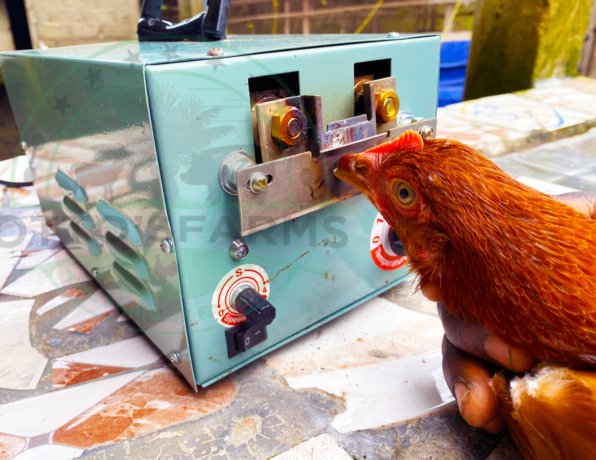 layer chicken debeaking