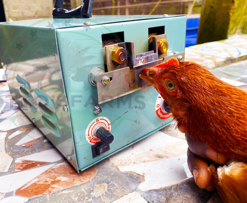 layer chicken debeaking