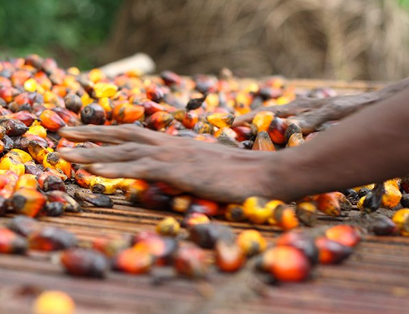 Palm Oil Production