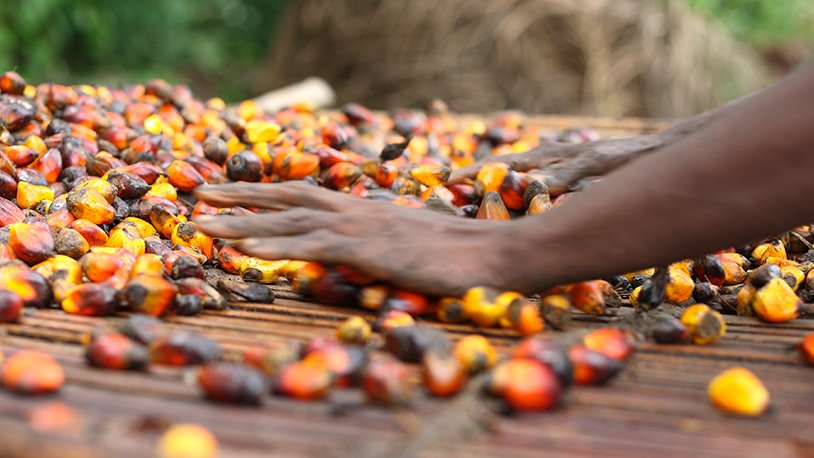 Palm Oil Production