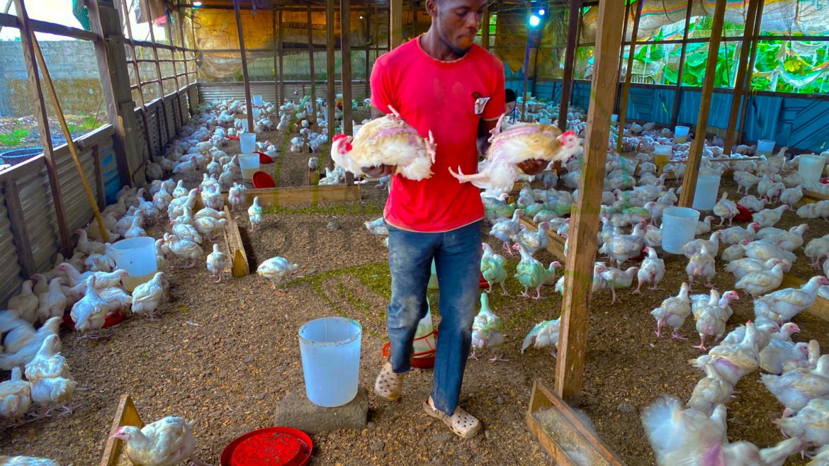 Fresh Broiler Products