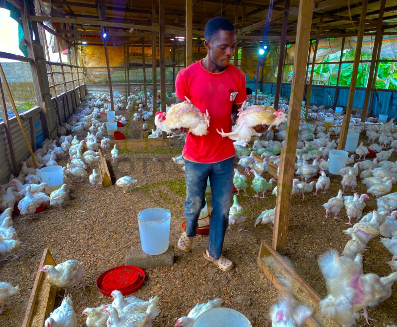 fress broiler products