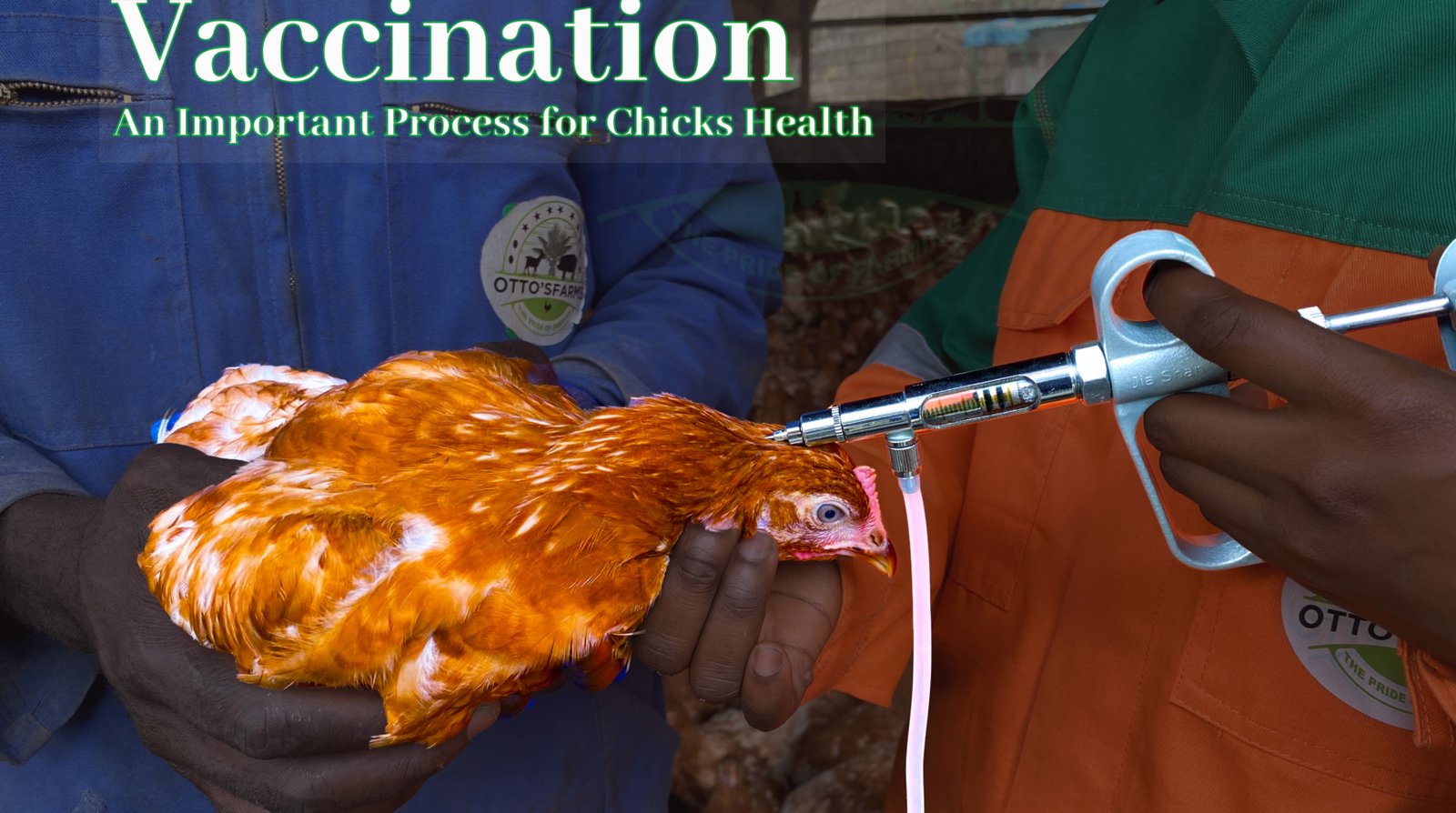poultry vaccination
