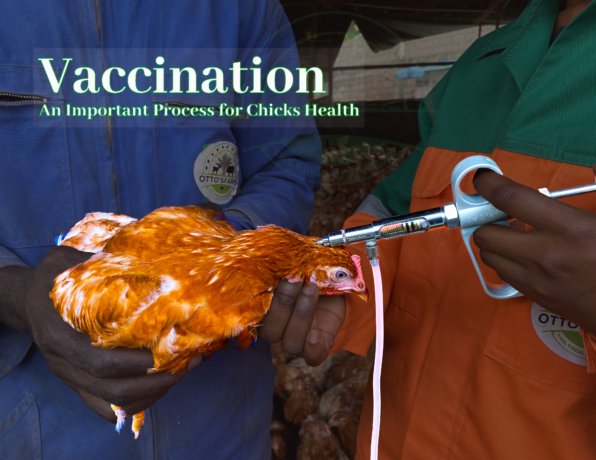 poultry vaccination