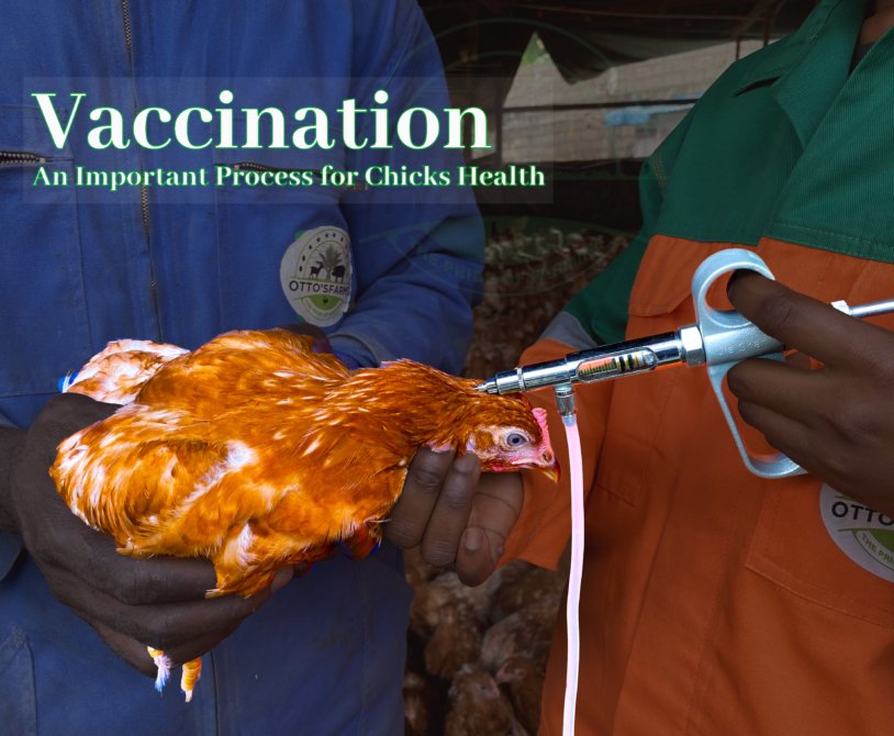 poultry vaccination