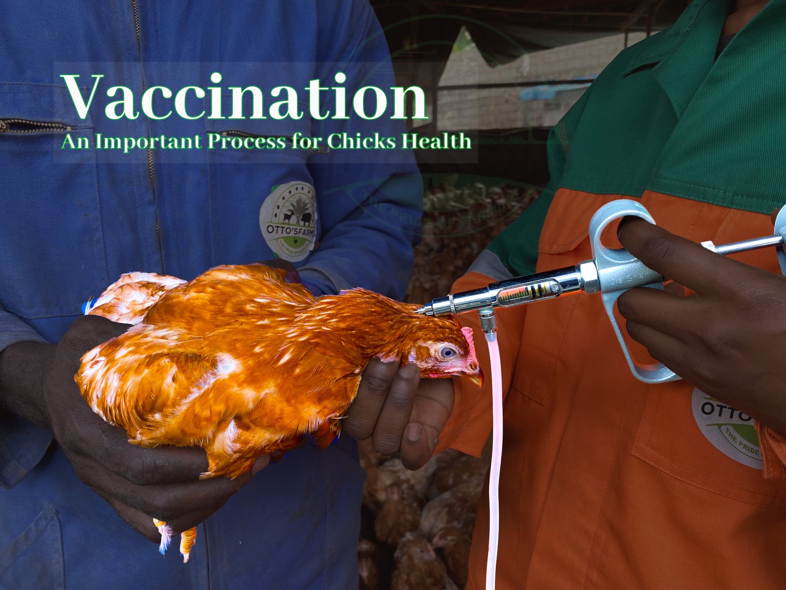 poultry vaccination