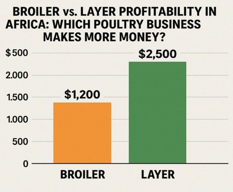 Broiler vs Layer Profitability in Africa