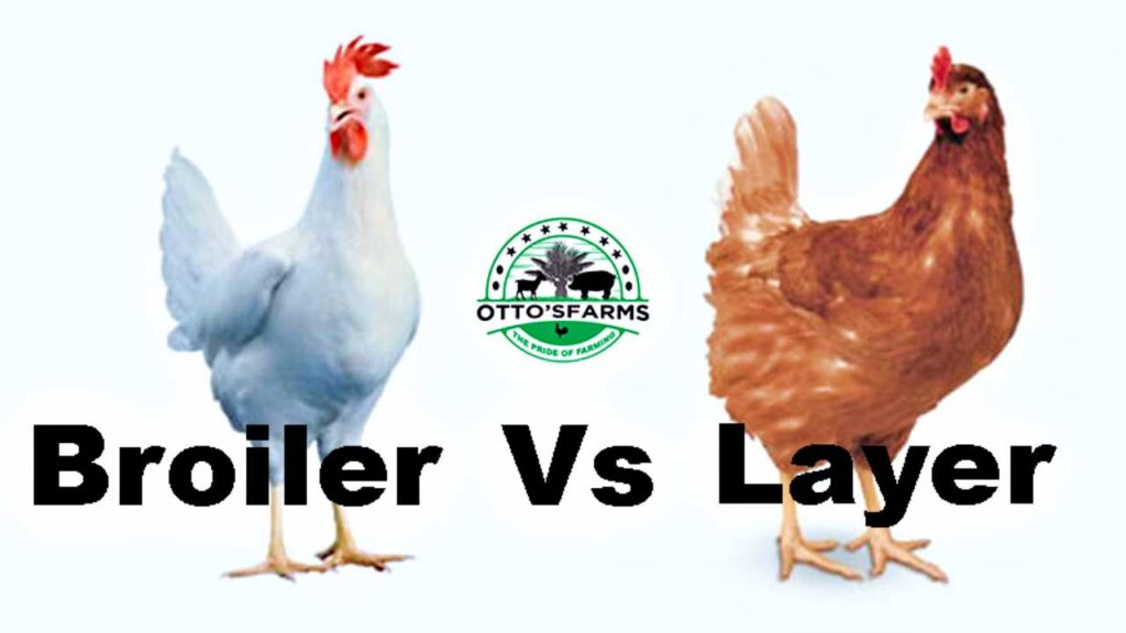 Broilers vs Layers: Understanding the Differences and Choosing the Right Option for Your Poultry Farm.