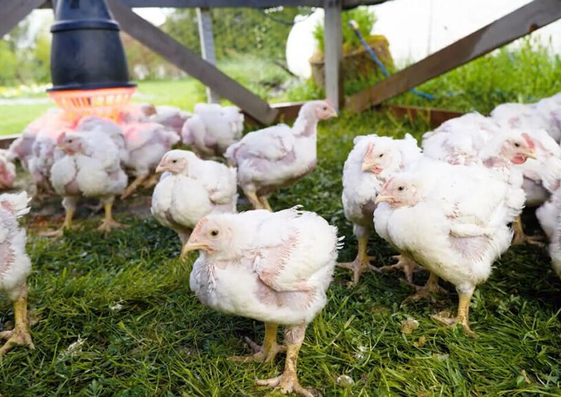 Best Meat Chickens for Sale: Meat Chickens Hatchery