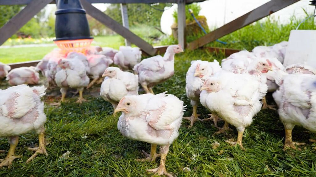 Best Meat Chickens for Sale: Meat Chickens Hatchery
