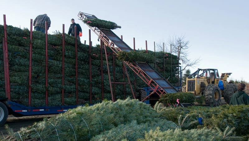 How to Start a Christmas Tree Farm