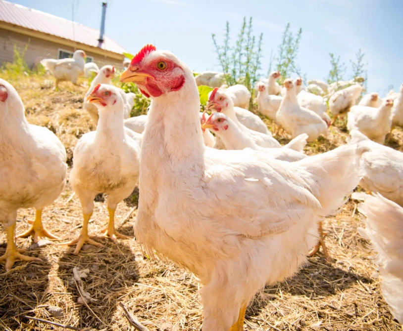 Top 7 Meat Chickens for Small-Scale Raising