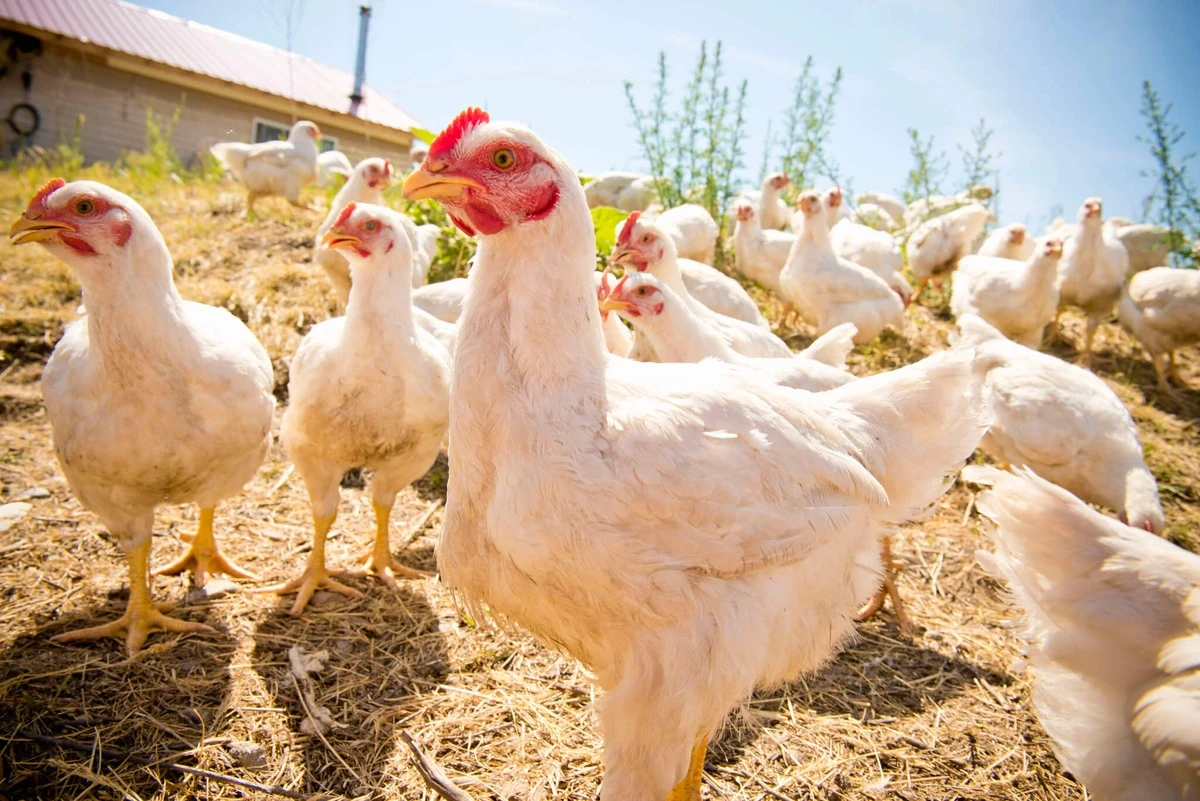 Top 7 Meat Chickens for Small-Scale Raising