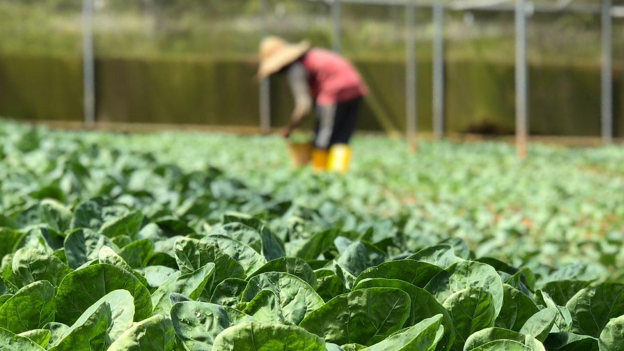 Agriculture vs Horticulture