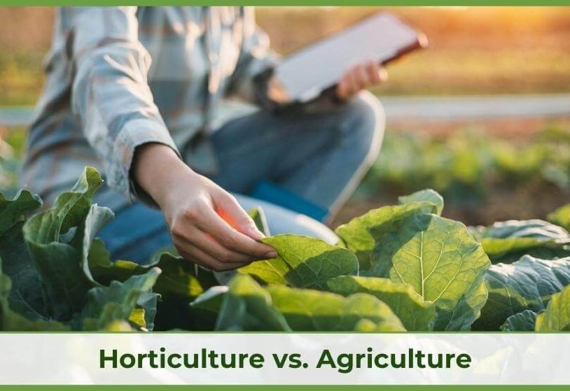 Agriculture vs Horticulture