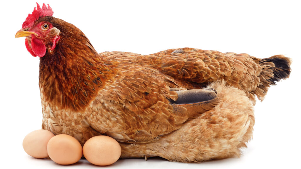 Chicken Laying an Egg
