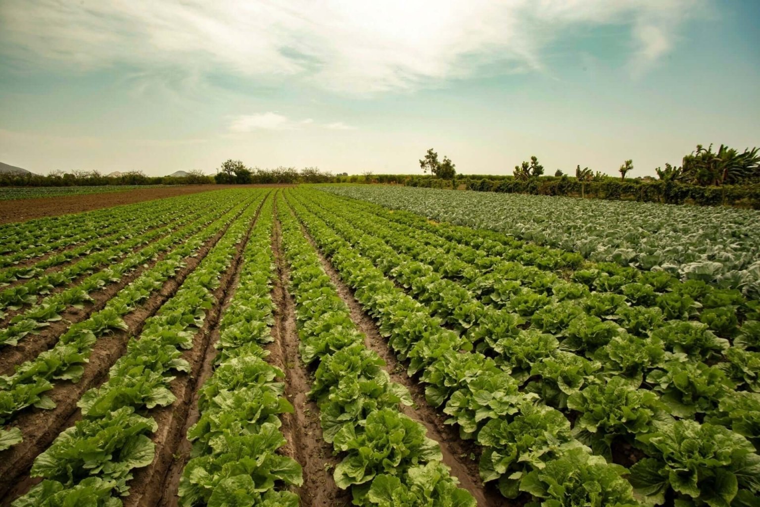 Extensive Agriculture