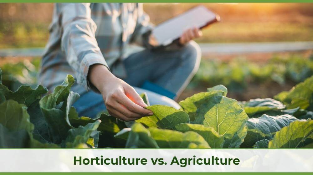 agriculture vs horticulture 