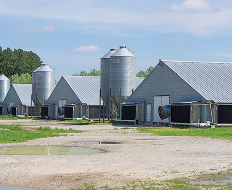Locating Poultry Farms Near You