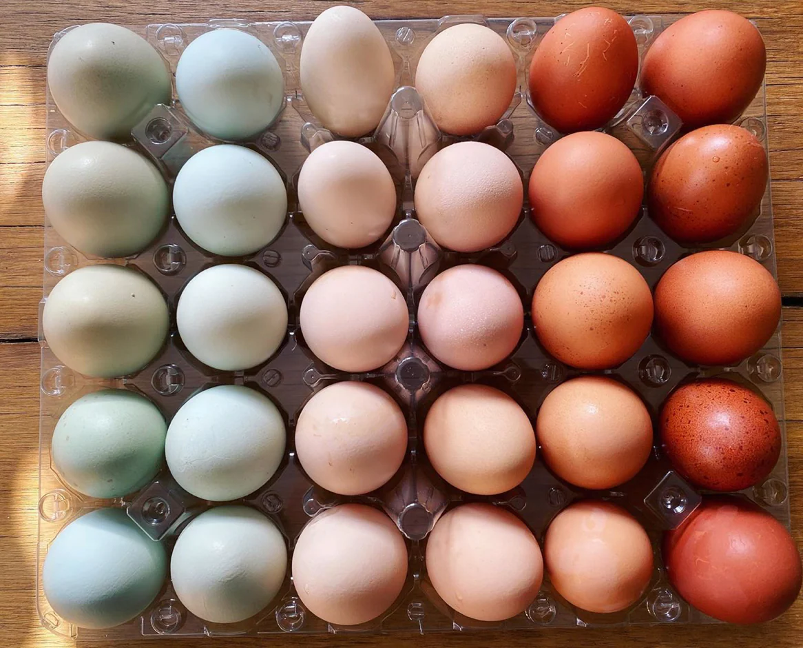 farm fresh eggs
