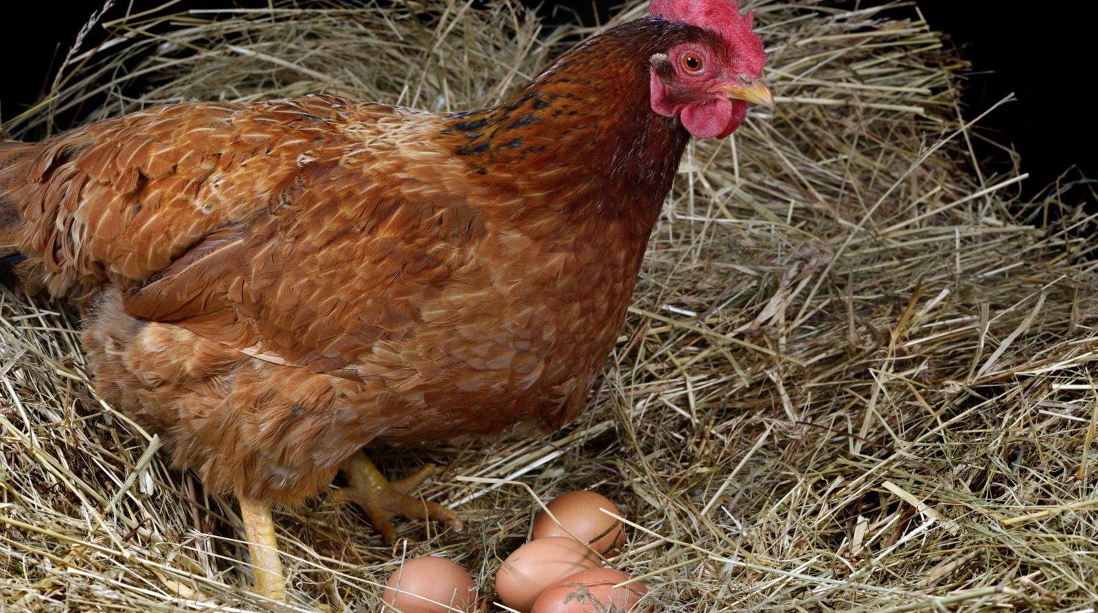 how many eggs a day does a chicken lay