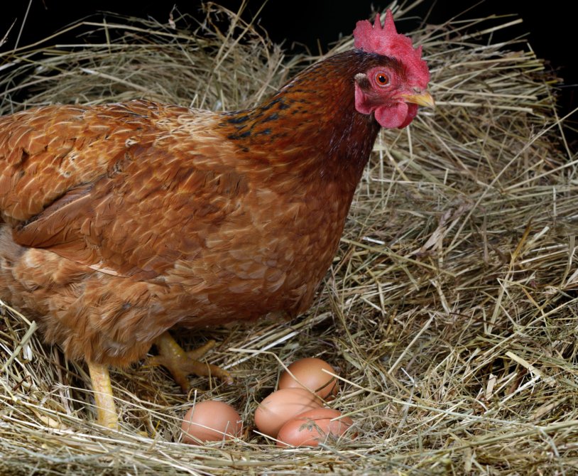 how many eggs a day does a chicken lay