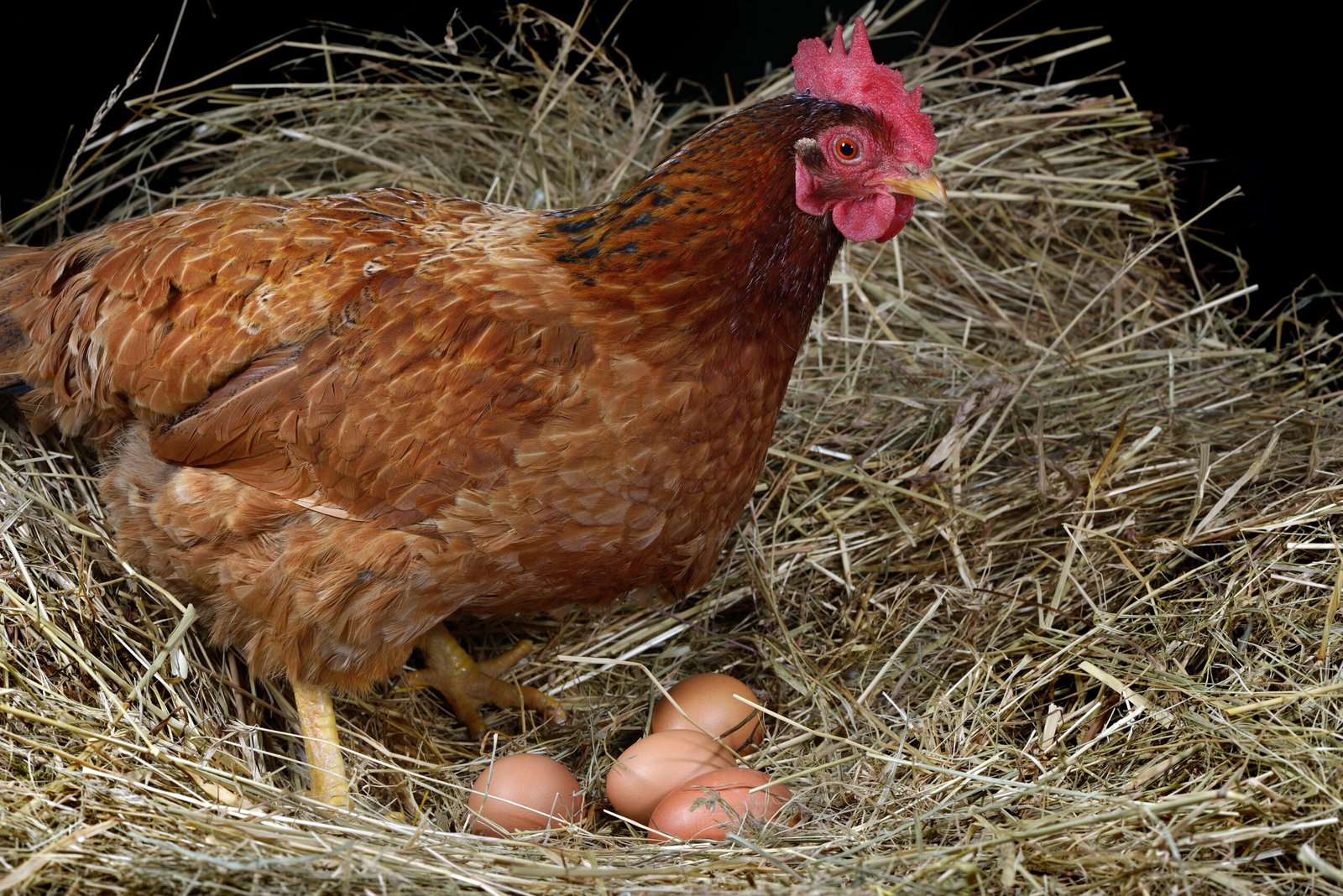how many eggs a day does a chicken lay