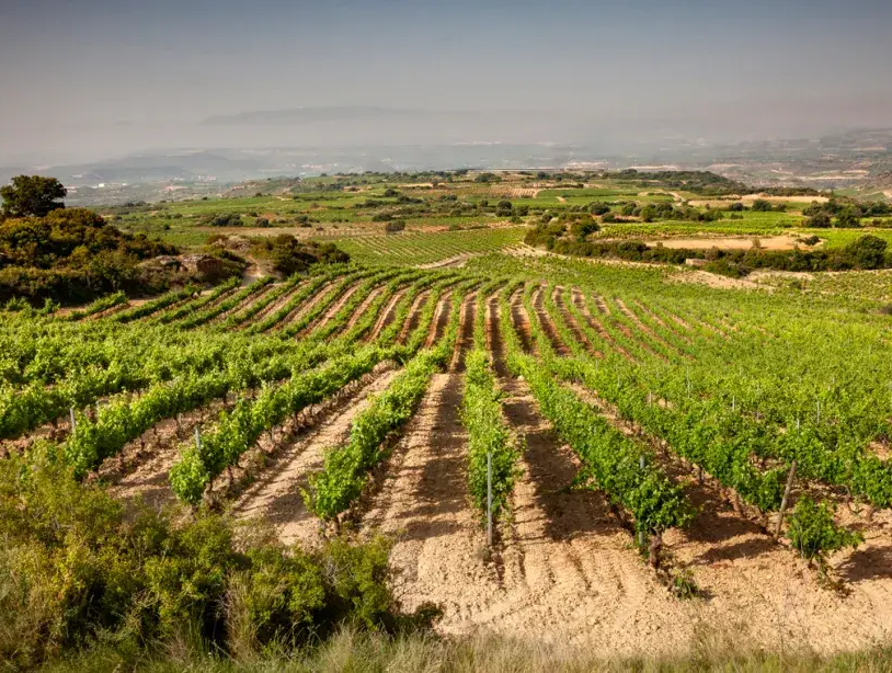 mediterranean agriculture