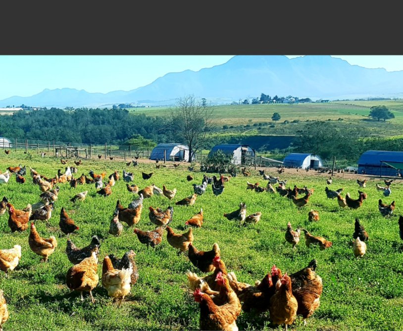 poultry farms near me