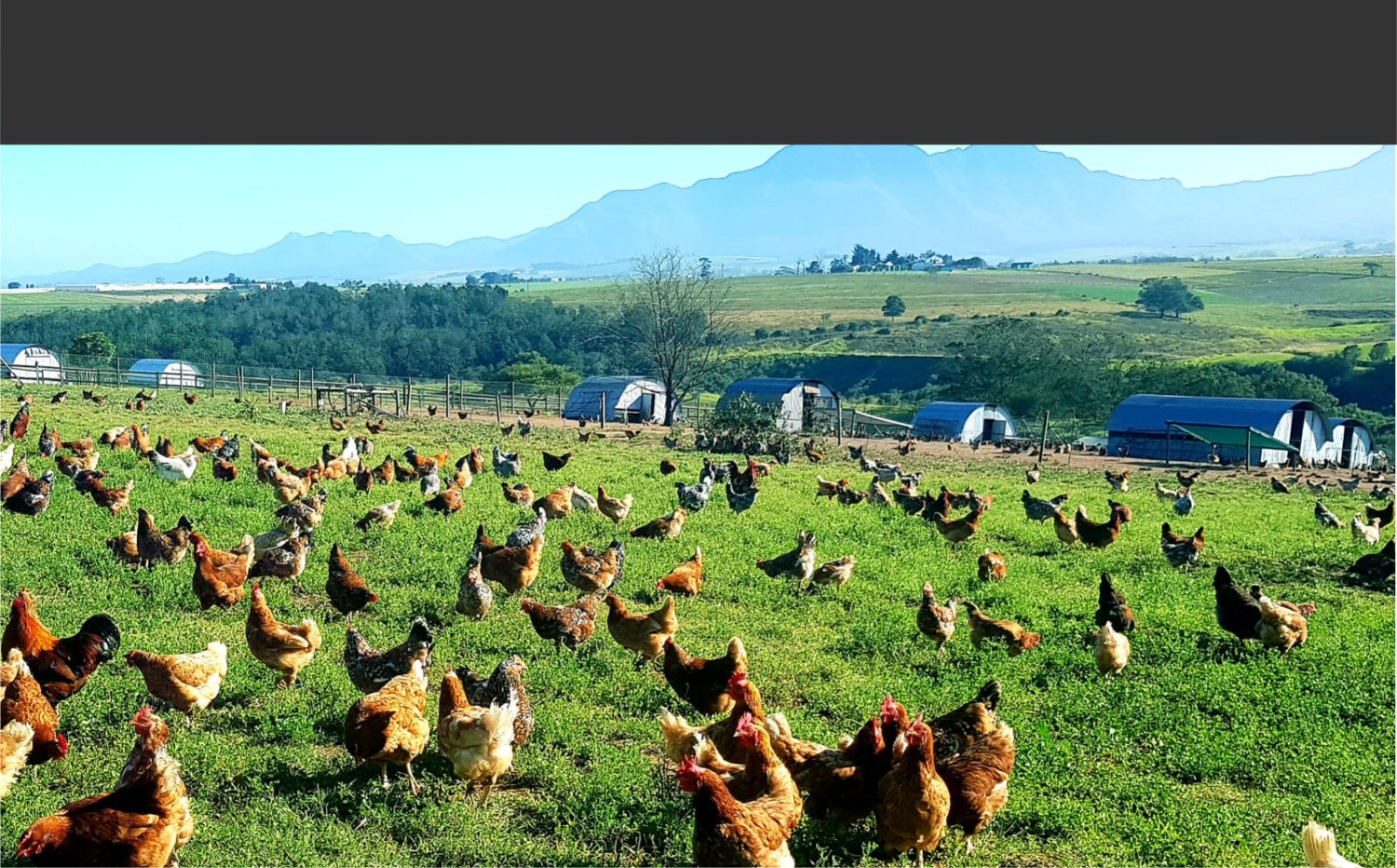 poultry farms near me