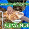 Understanding CEVA NDK