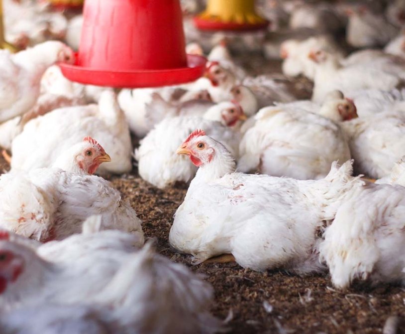 Animal Welfare Standards for Broiler Chickens