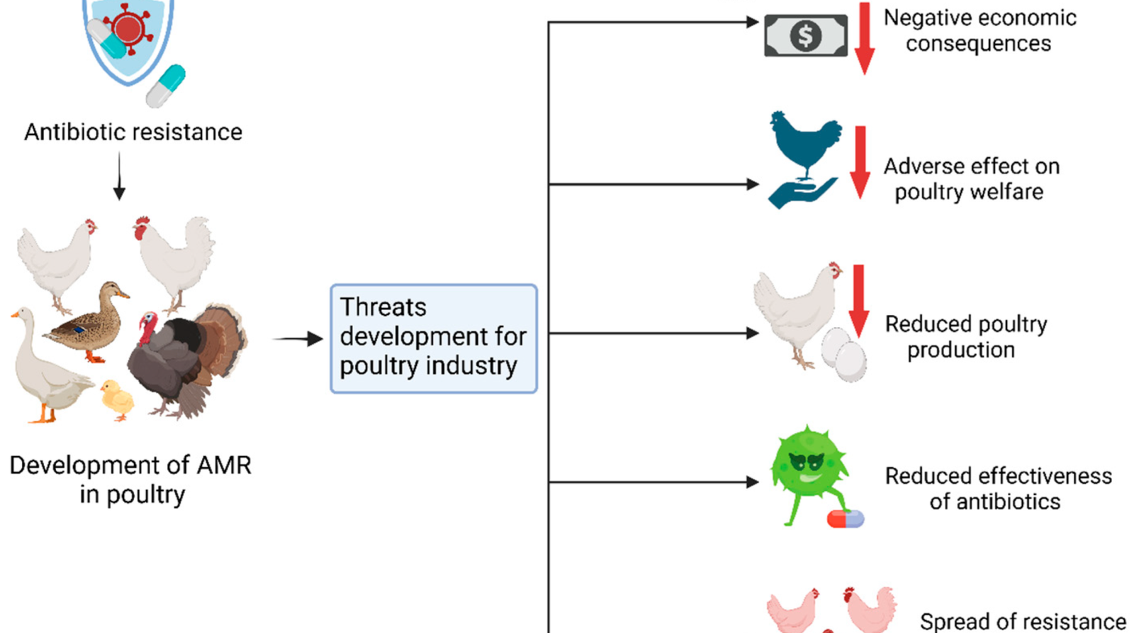 Antibiotic Resistance Impact on Broiler Chicken Health