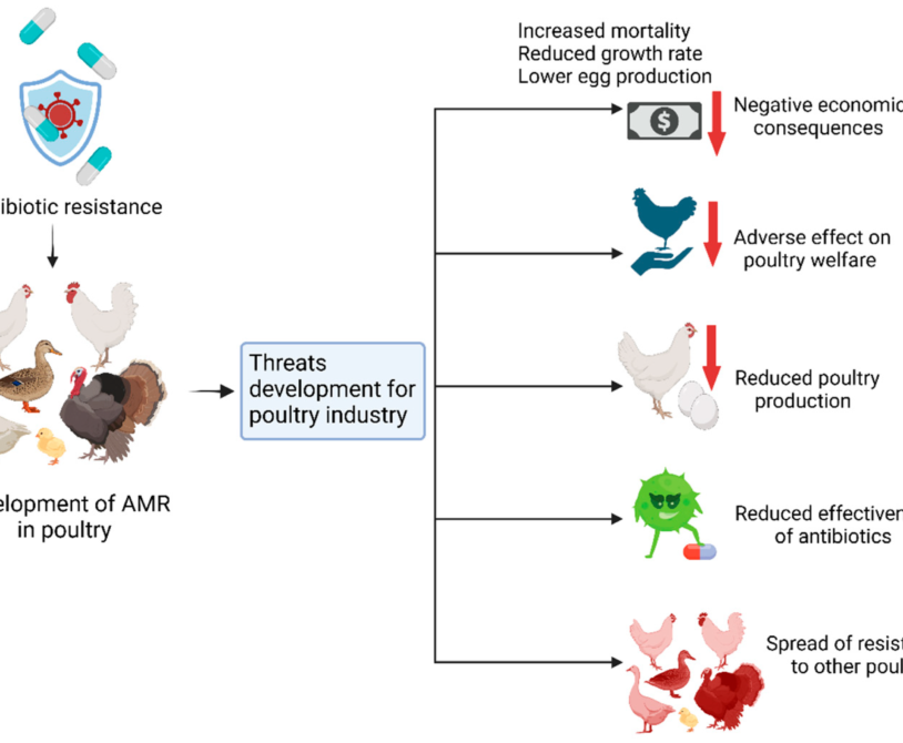 Antibiotic Resistance Impact on Broiler Chicken Health