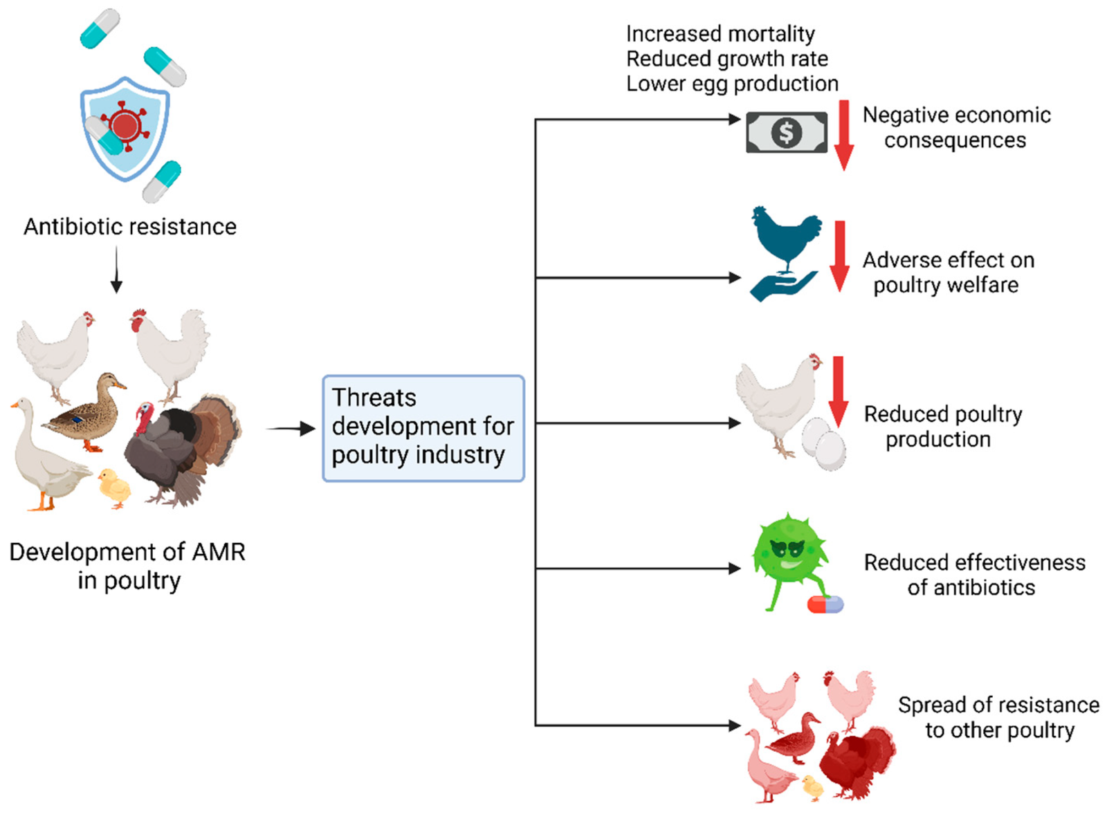Antibiotic Resistance Impact on Broiler Chicken Health