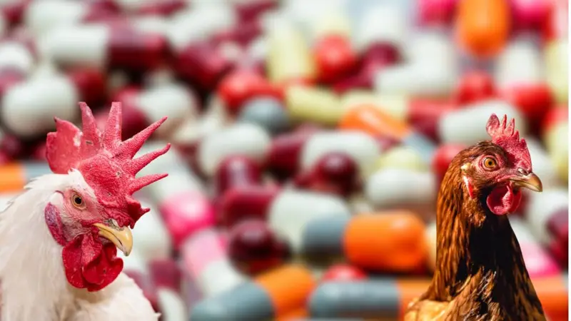 Antibiotic Use in Poultry: Regulatory Environment