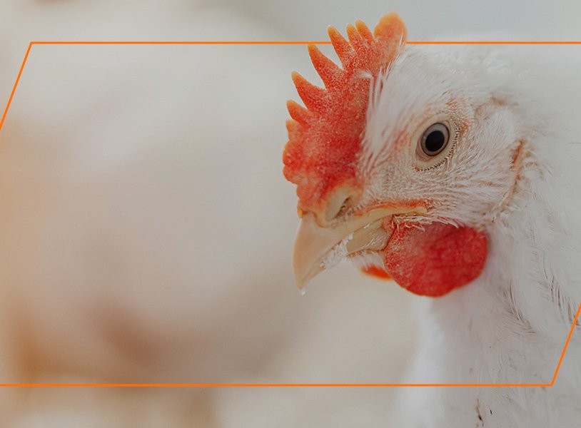 Boost Broiler Chicken Sales with Social Media Tips