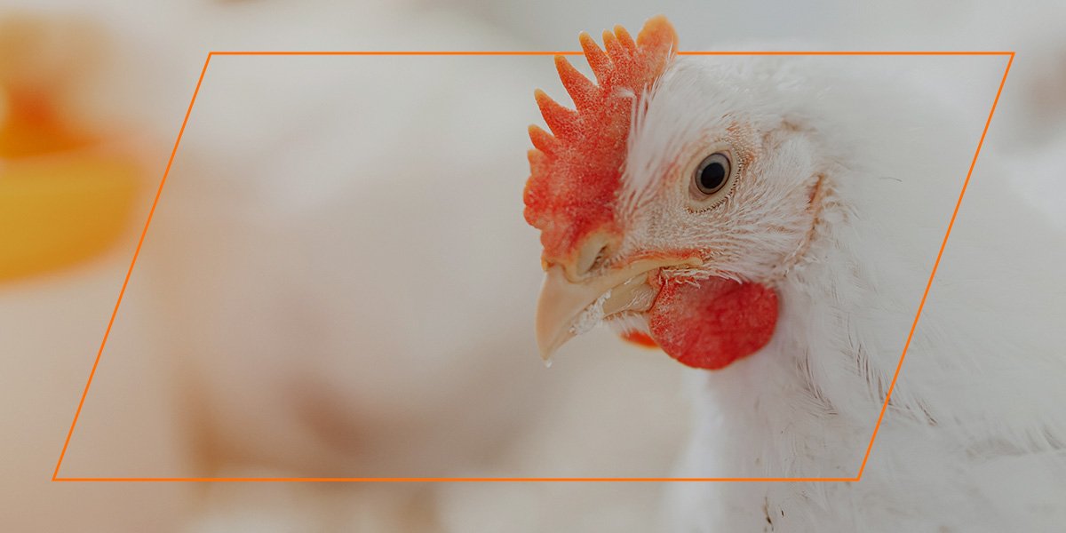 Boost Broiler Chicken Sales with Social Media Tips