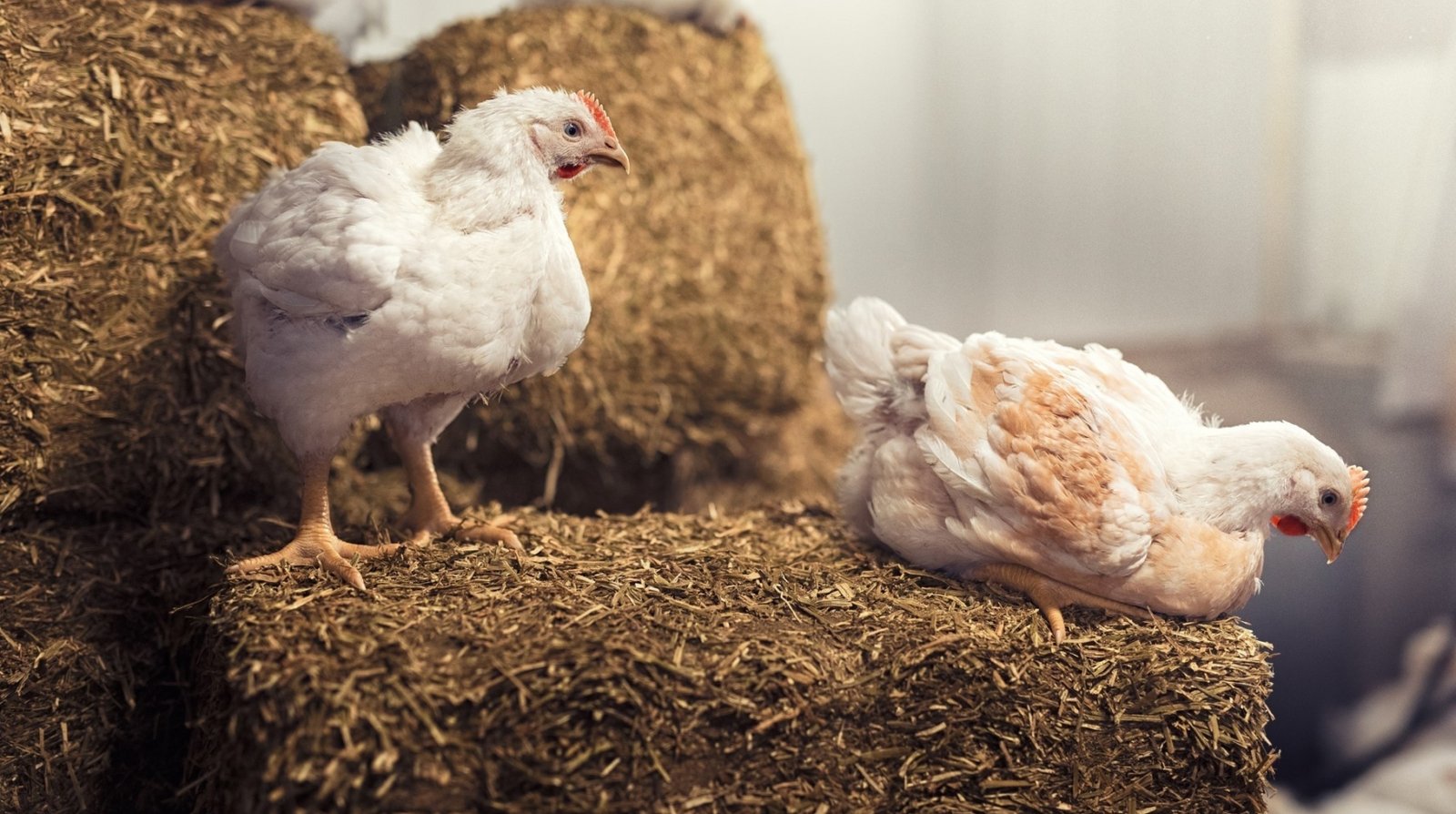 Broiler Chicken Farming's Impact on Greenhouse Gases