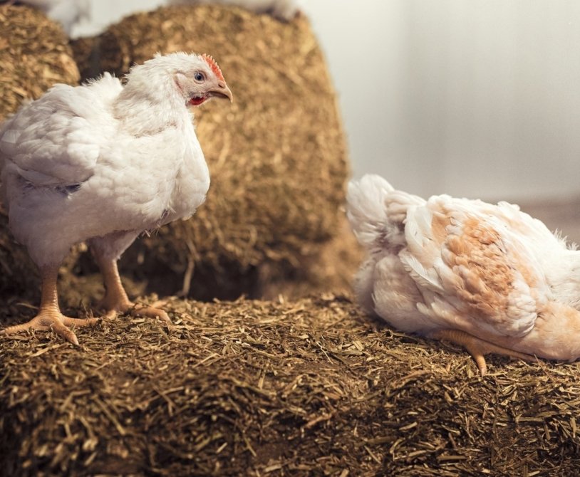 Broiler Chicken Farming's Impact on Greenhouse Gases