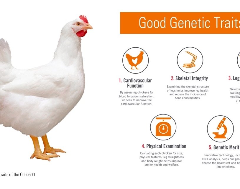 Broiler Chicken Growth: Key Factors at Each Stage