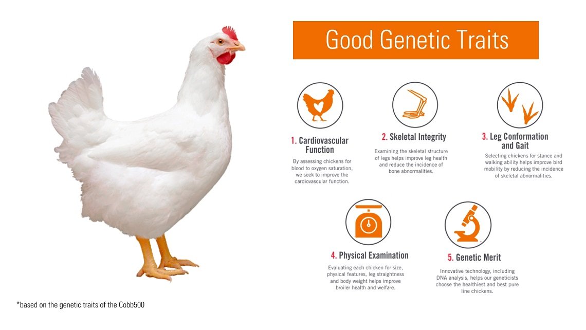 Broiler Chicken Growth: Key Factors at Each Stage