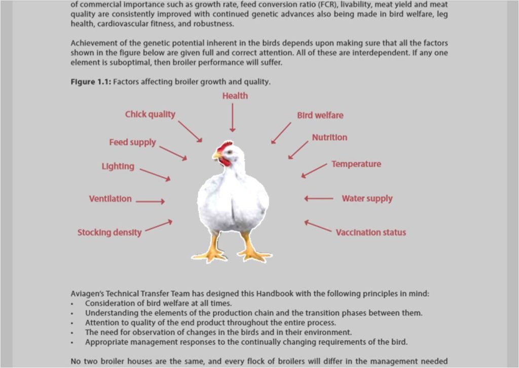Broiler Chicken Growth: Key Factors at Each Stage