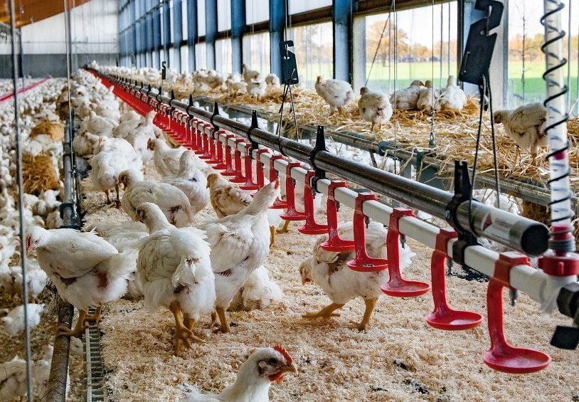 Broiler Chickens: Feeding the Growing World Population
