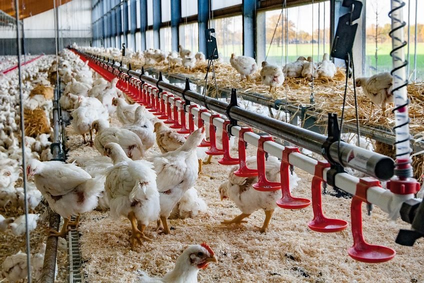 Broiler Chickens: Feeding the Growing World Population