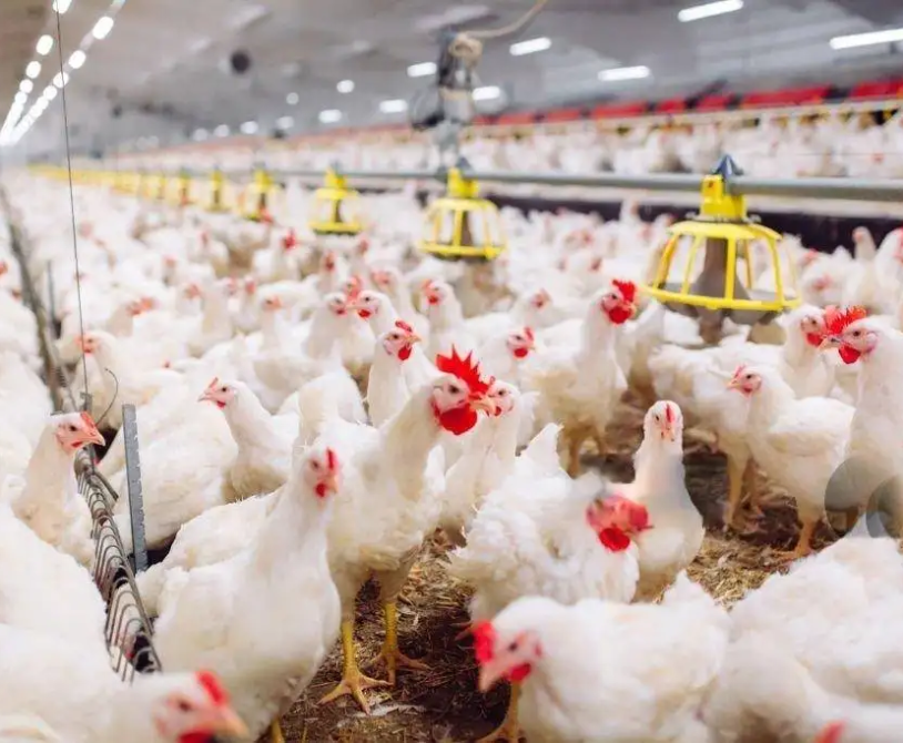 Broiler Chickens’ Impact on Global Food Security