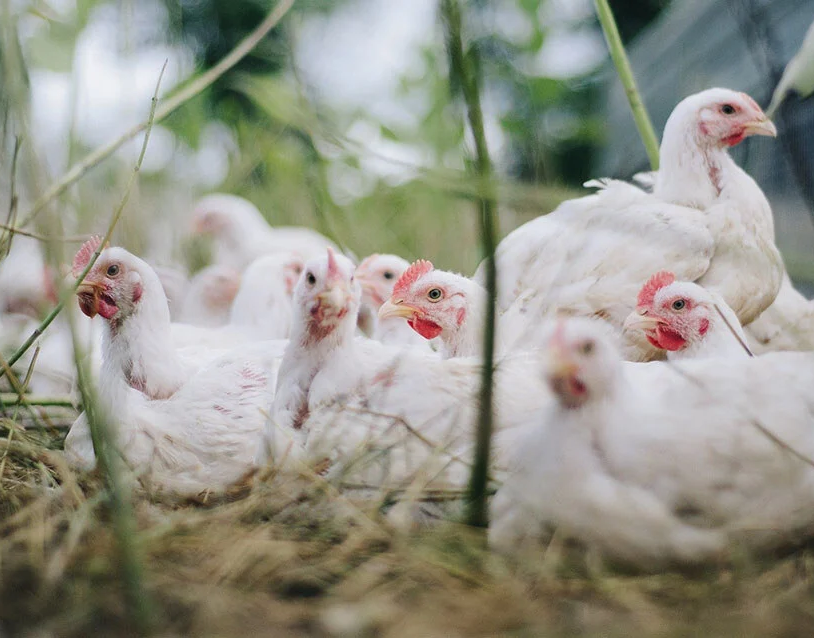 Broiler Chickens: Key to Sustainable Farming